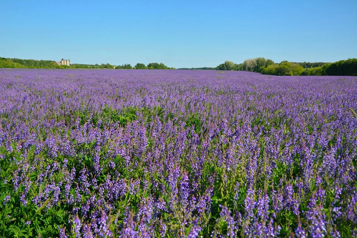 Сено / люцерна
